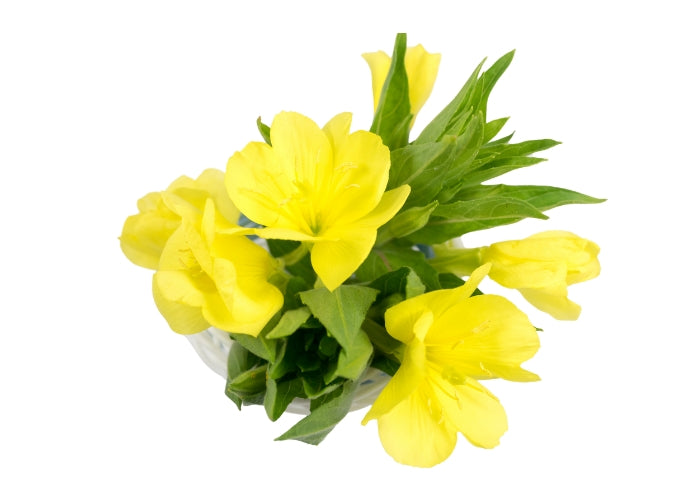 Evening Primrose Oil