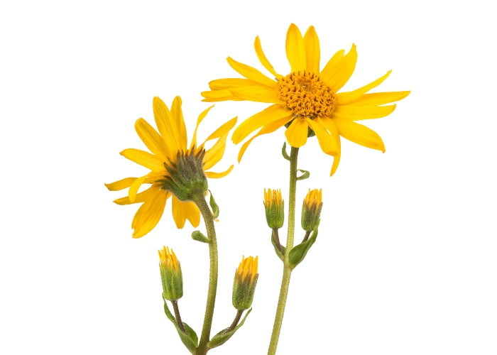 Arnica Infused Oil