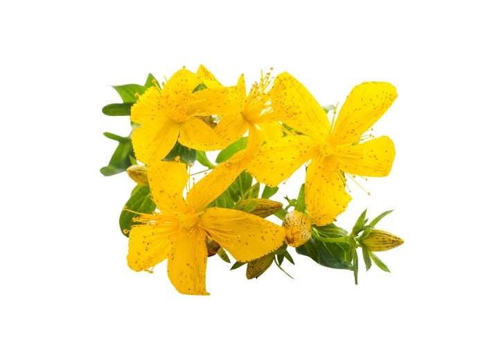 St John's Wort infused Oil