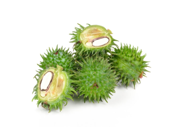 Castor Bean Oil - Hexane Free