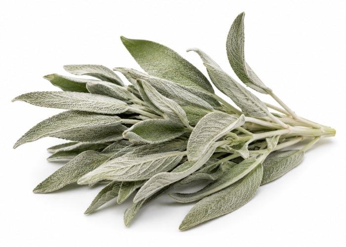 White Sage Essential Oil