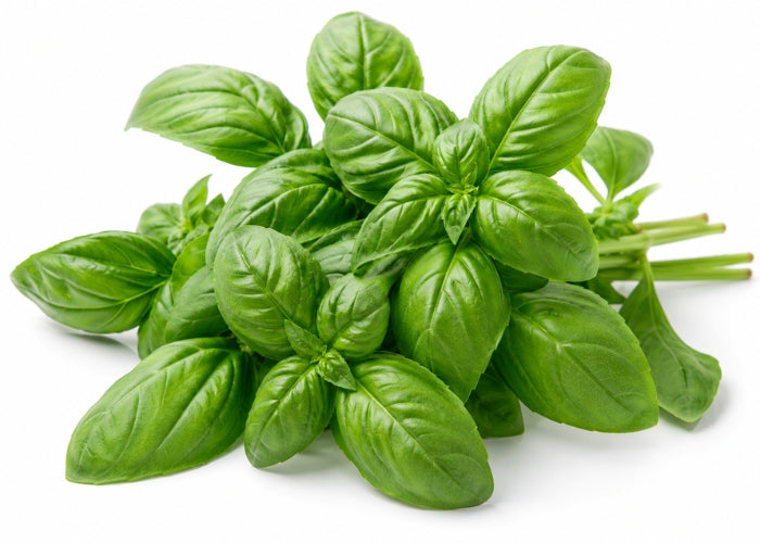 Basil Essential Oil