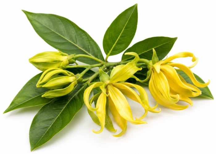 Ylang Ylang Essential oil