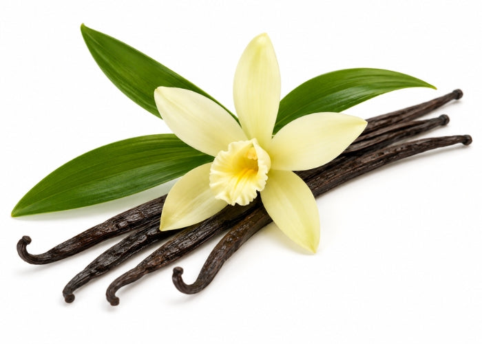 Vanilla Essential Oil