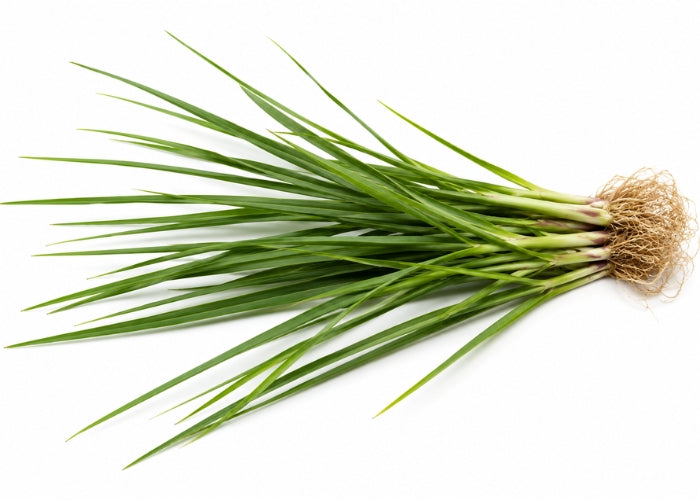Vetiver Essential Oil