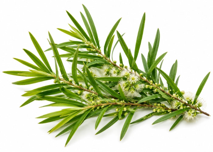 Tea Tree Essential Oil