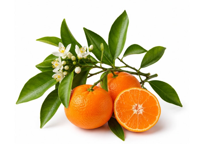 Mandarin Essential Oil