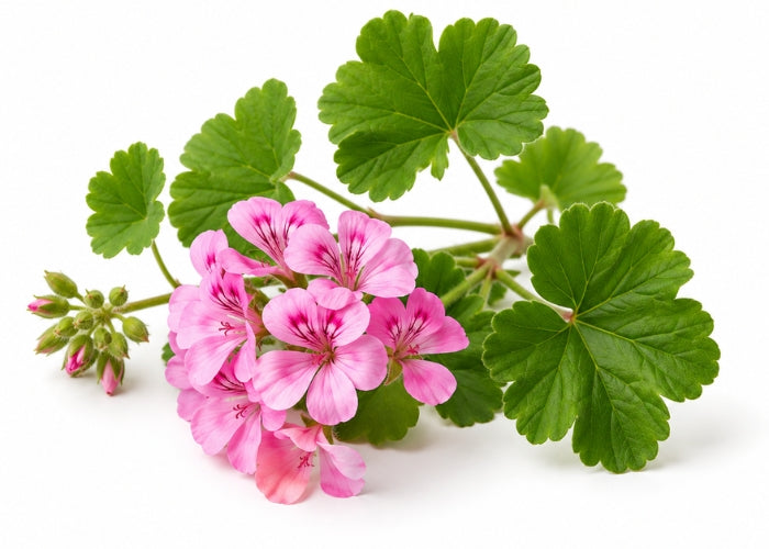 Geranium Essential Oil