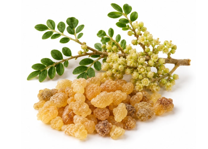 Frankincense Essential Oil