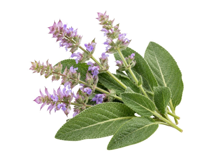 Clary Sage Essential oil