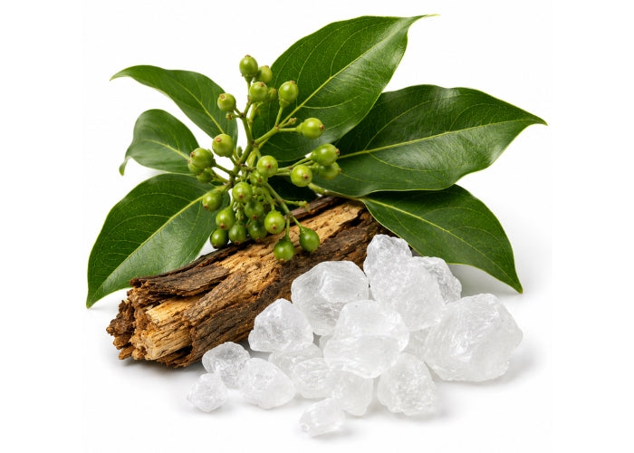 Camphor Essential Oil