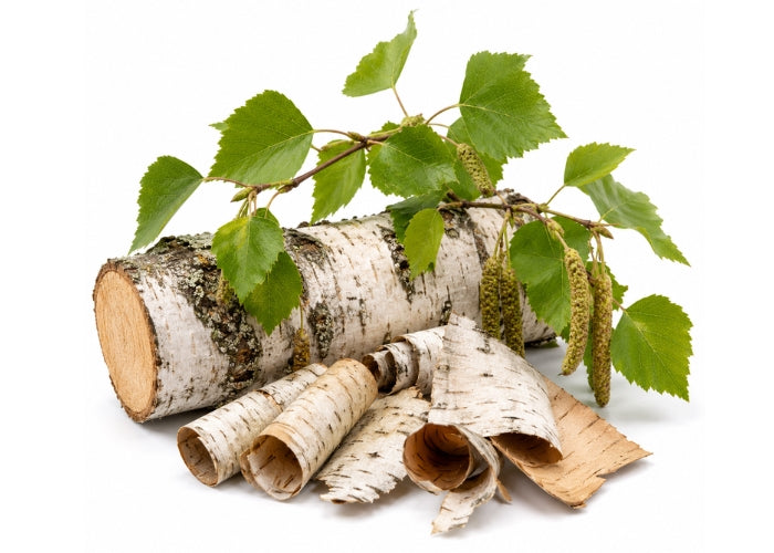 Birch (sweet) Essential Oil