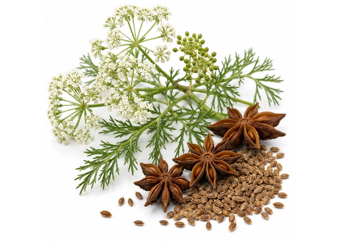 Aniseed Essential Oil