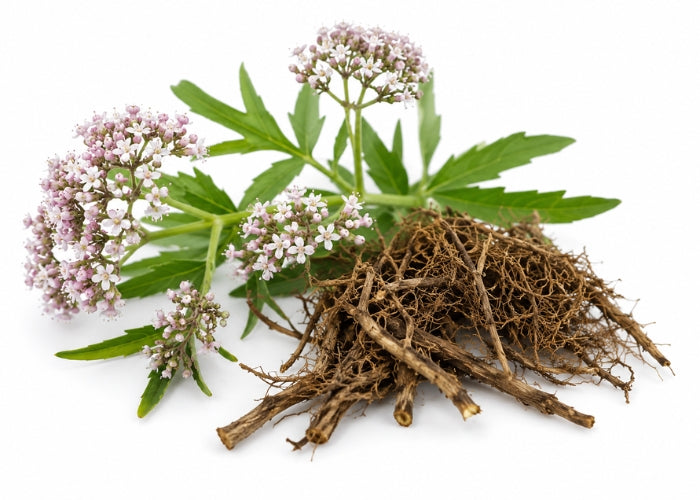 Valerian Essential Oil