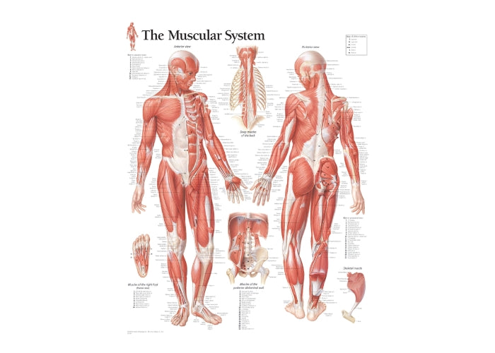 The Muscular System Chart