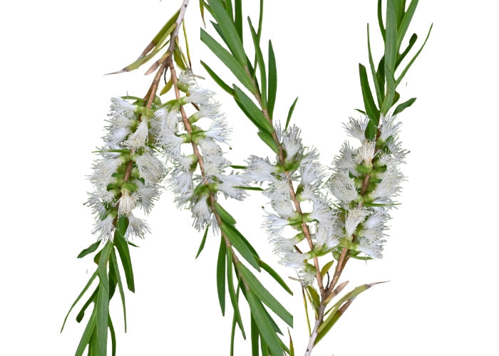 Tea Tree Essential Oil