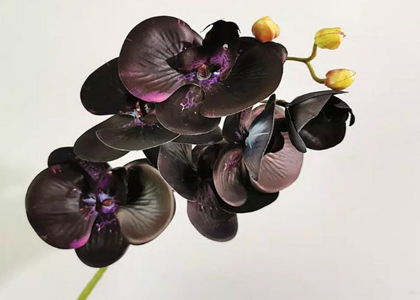 Black Orchid Type Fragrance Oil
