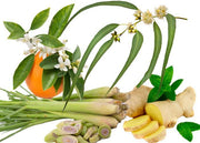 lemongrass-ginge_S1WDGONUOPSH.jpg