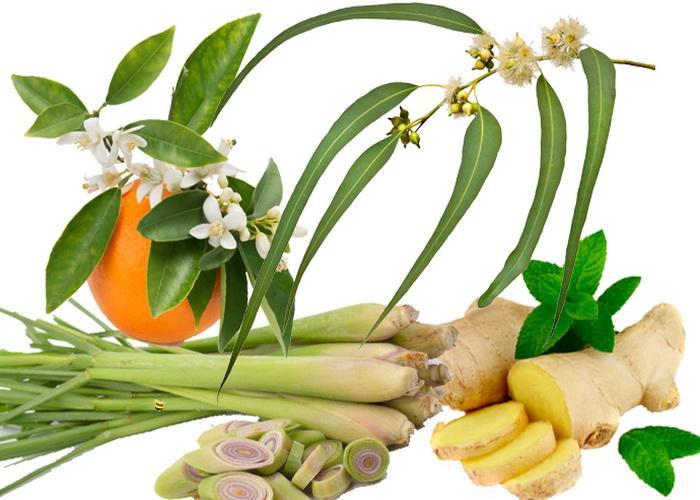 lemongrass-ginge_S1WDGONUOPSH.jpg