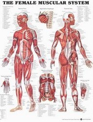 The Female Muscular System Chart