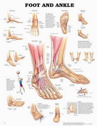 The Foot and Ankle Anatomical Chart