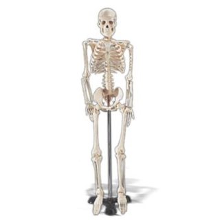 Skeleton 86cm