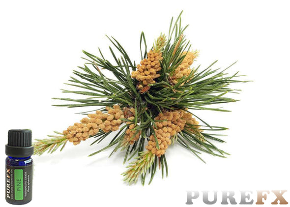 Pine Essential Oil