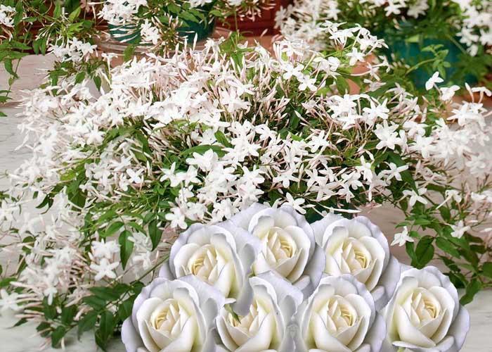 white_Rose_&_Jasmine_SJ7EACDJGI1B.jpg